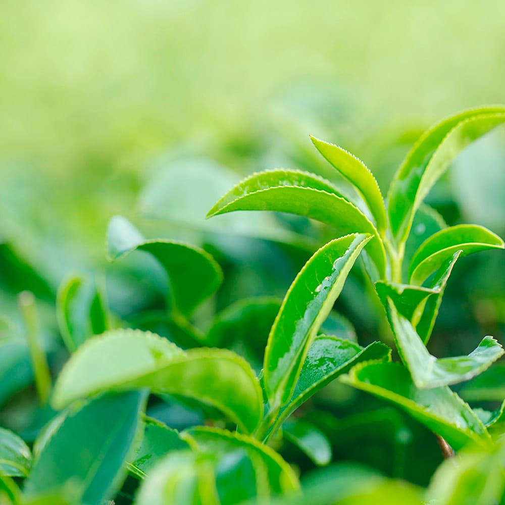 Увлажняющая, питательная тканевая маска для лица Tenzero Green Tea Sheet Mask, 25 мл - фото 5