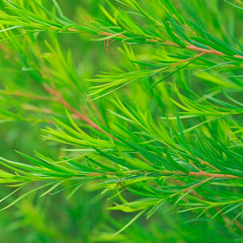 Успокаивающий, увлажняющий тонер для лица Tenzero Clearing Teatree Toner, 300 мл - фото 6