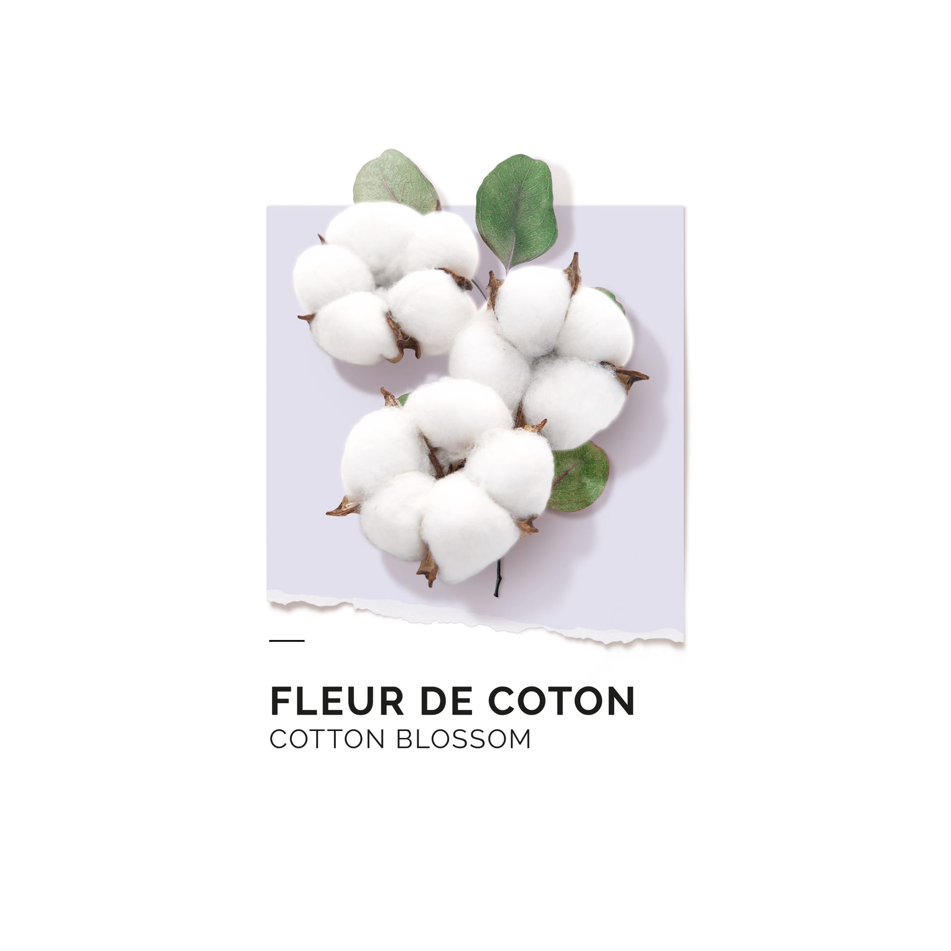 Парфюмерная вода Fleur De Coton - фото 2