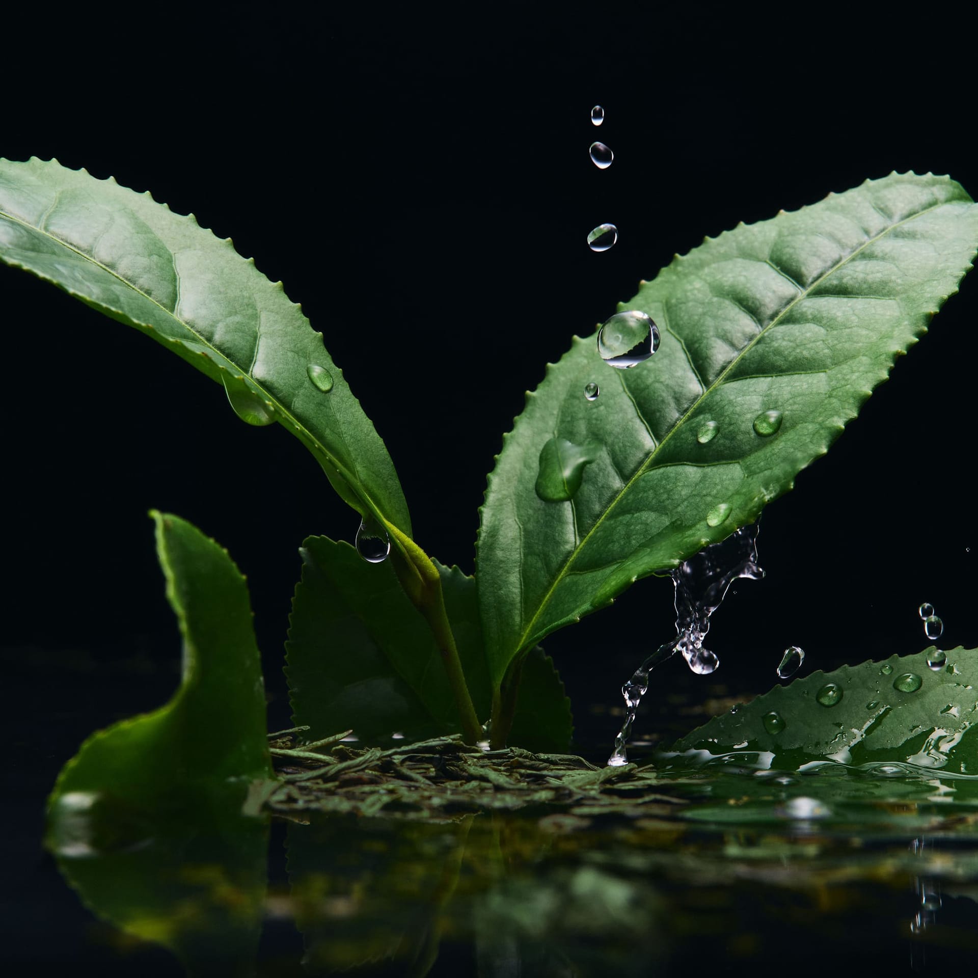Парфюмерная вода Velvet Infusion, 100 мл - фото 5
