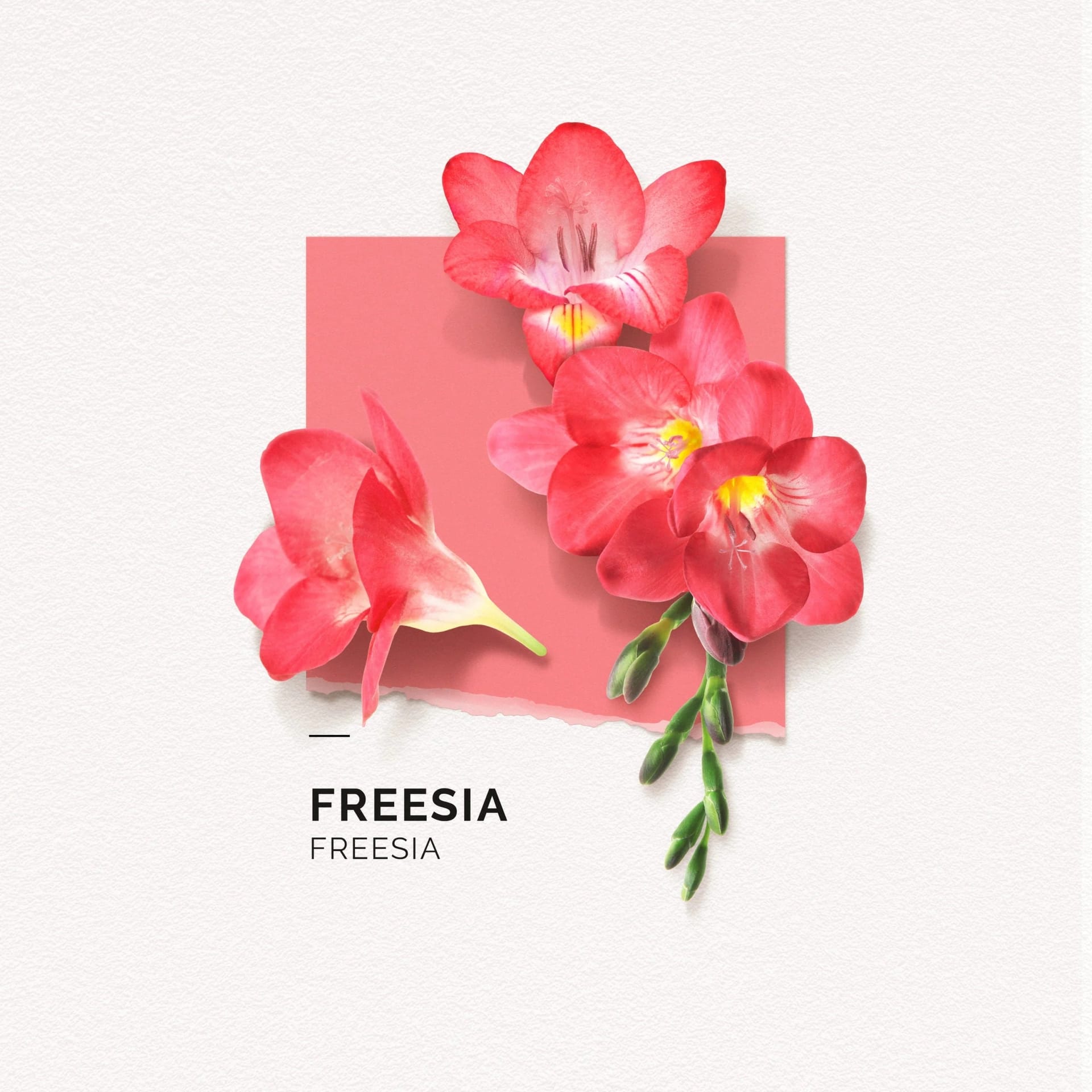 Парфюмерная вода Freezia - фото 2