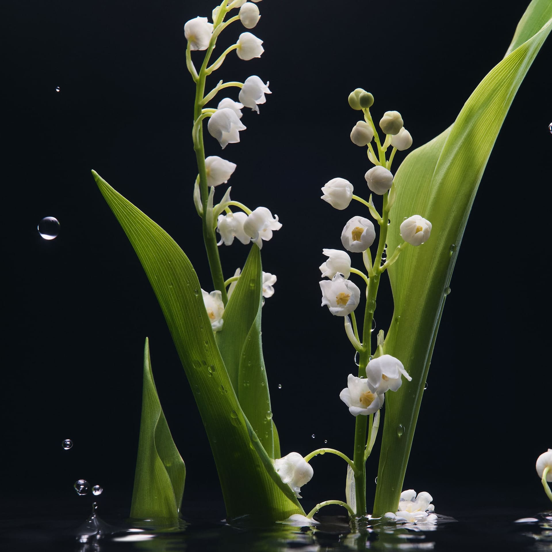 Парфюмерная вода Velvet Mughetto, 100 мл - фото 4