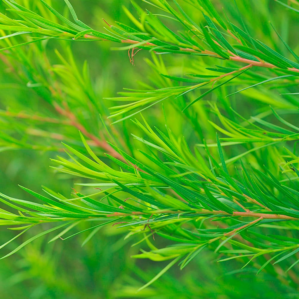 Успокаивающий, увлажняющий крем для лица Tenzero Teatree Clearing Water Cream, 50 г - фото 5